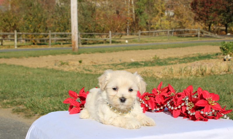 puppy, for, sale, Maltipoo, Matthew B. Stoltzfus, dog, breeder, Gap, PA, dog-breeder, puppy-for-sale, forsale, nearby, find, puppyfind, locator, puppylocator, aca